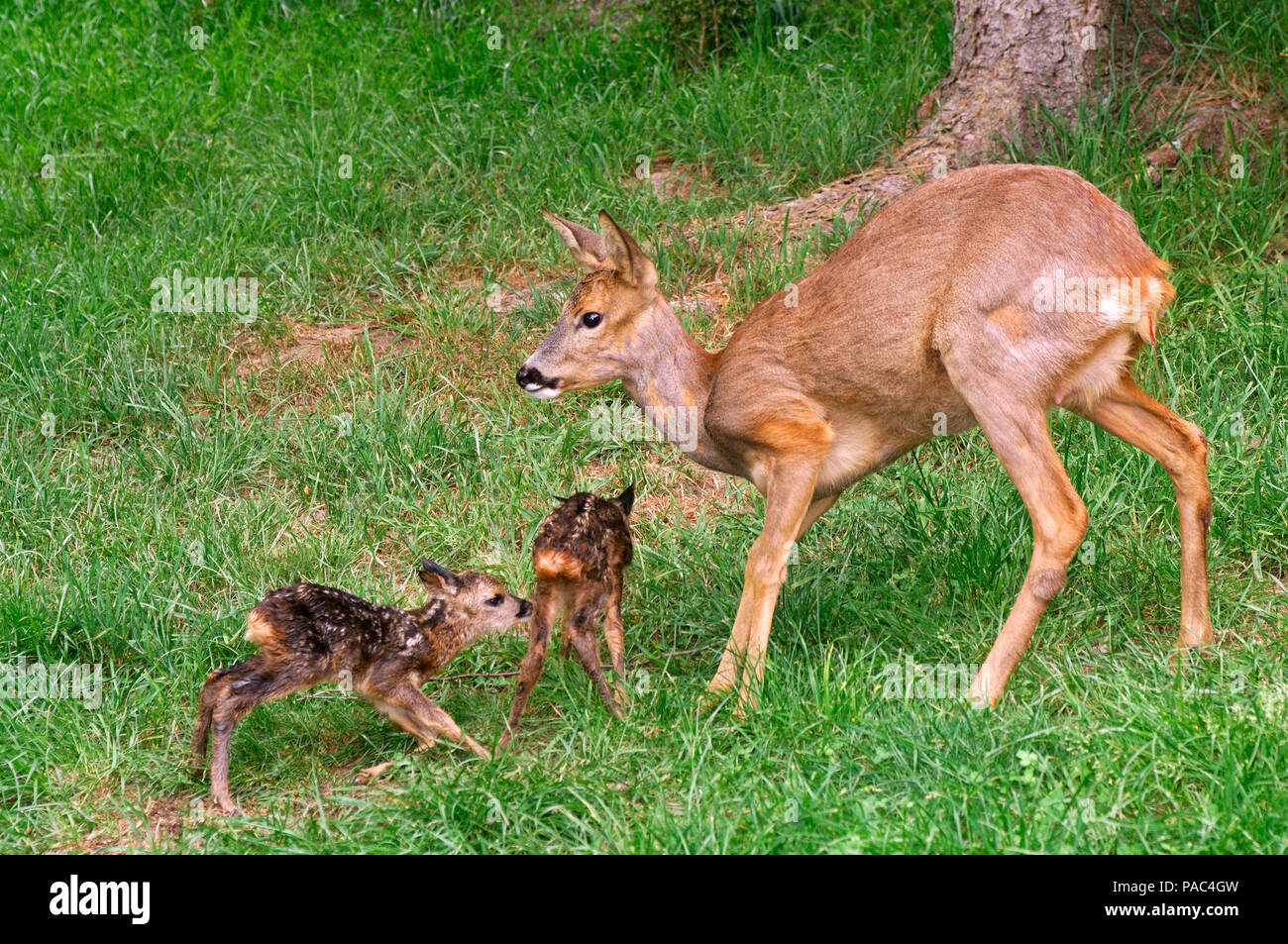 Chevreuil - avec 2 faons - Roe deer - wirth calf - 2 fawns - Capreolus capreolus Stock Photo