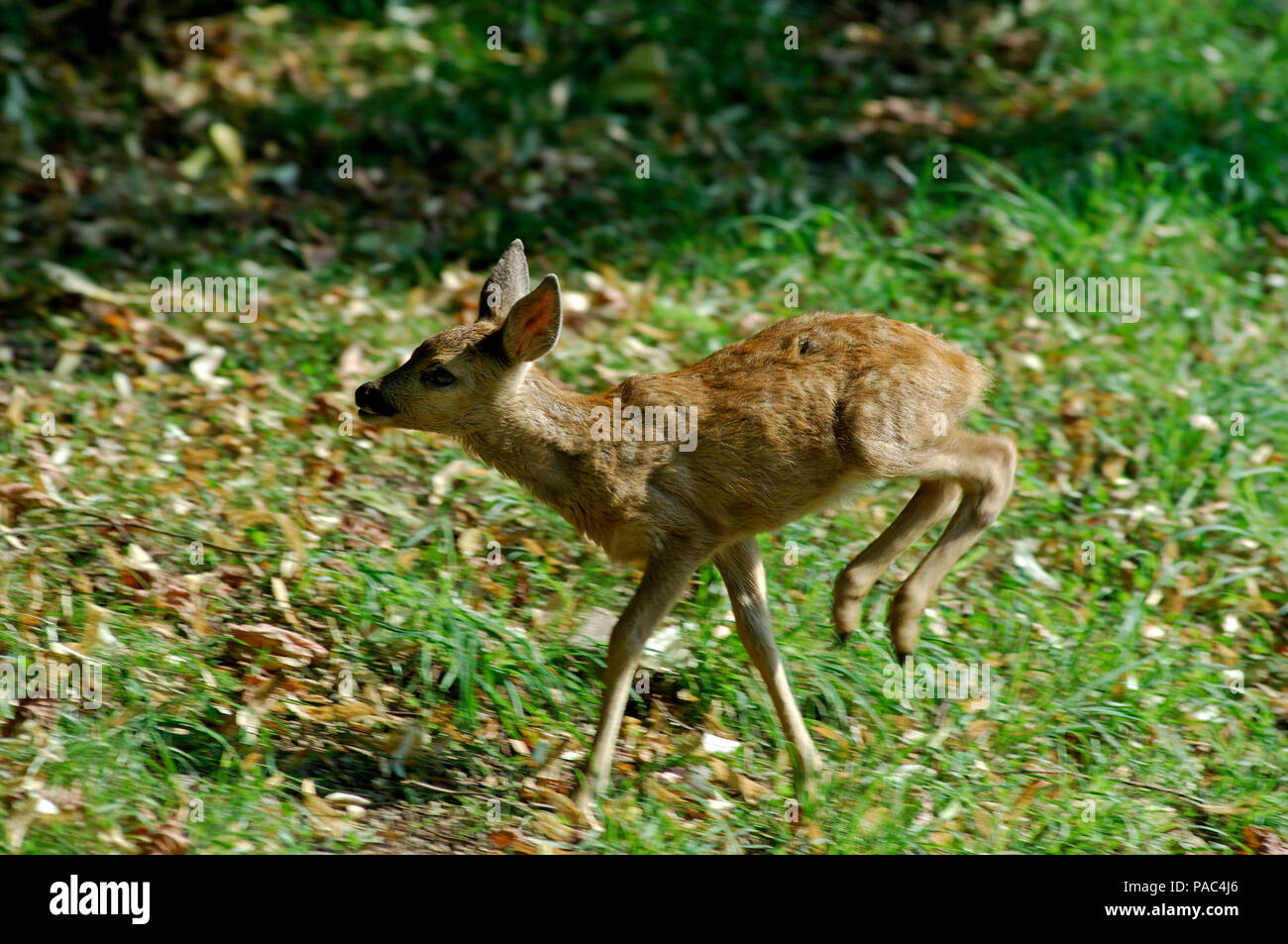 Chevreuil Faon Course Roe Deer Calf Fawn Running Capreolus Capreolus Stock Photo Alamy Chevreuil Faon Course Roe Deer Calf Fawn Running Capreolus Capreolus Stock Photo Alamy