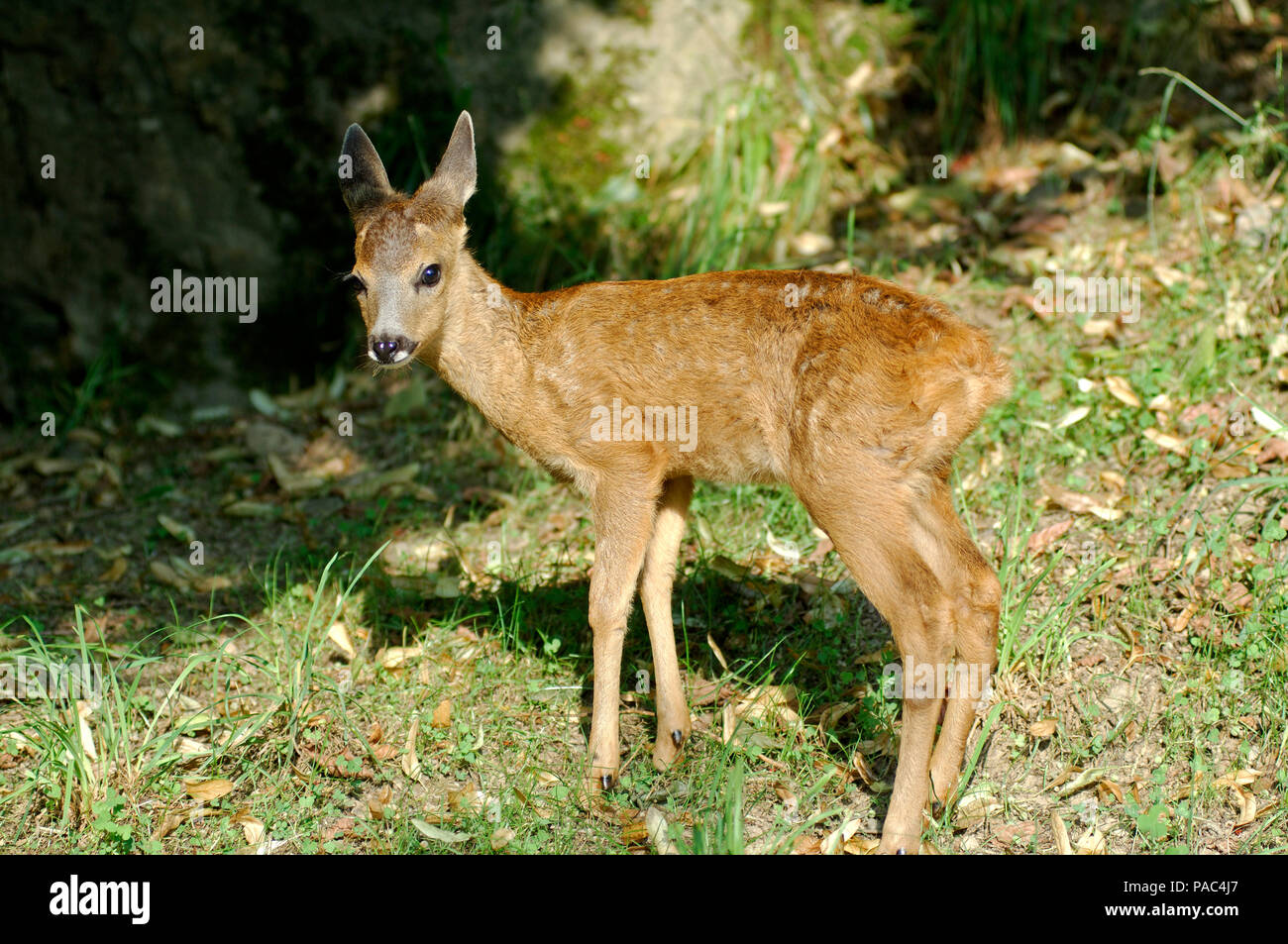 Chevreuil Faon Roe Deer Calf Fawn Capreolus Capreolus Stock Photo Alamy Chevreuil Faon Roe Deer Calf Fawn Capreolus Capreolus Stock Photo Alamy