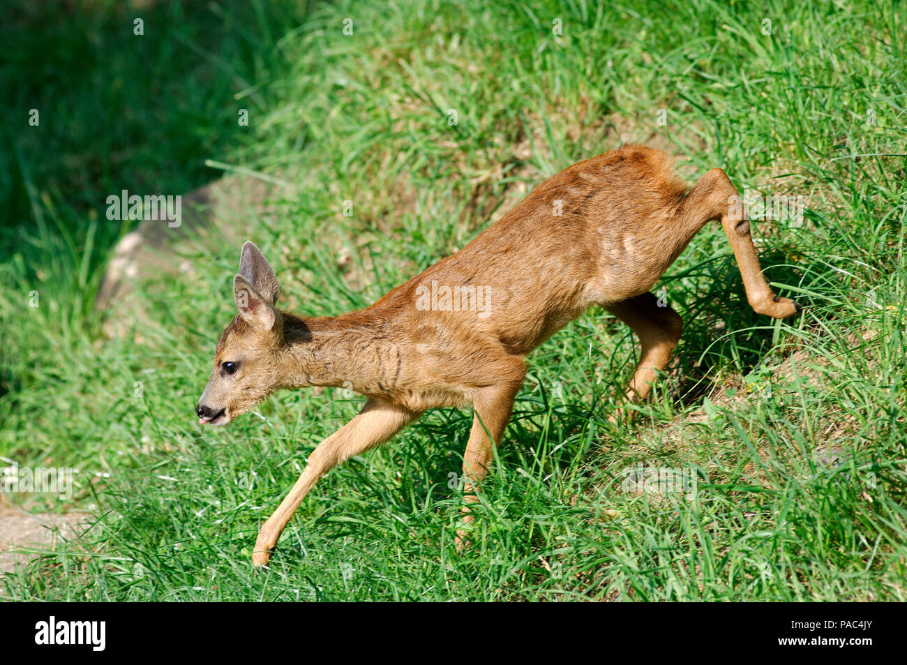Roe Calf High Resolution Stock Photography And Images Alamy