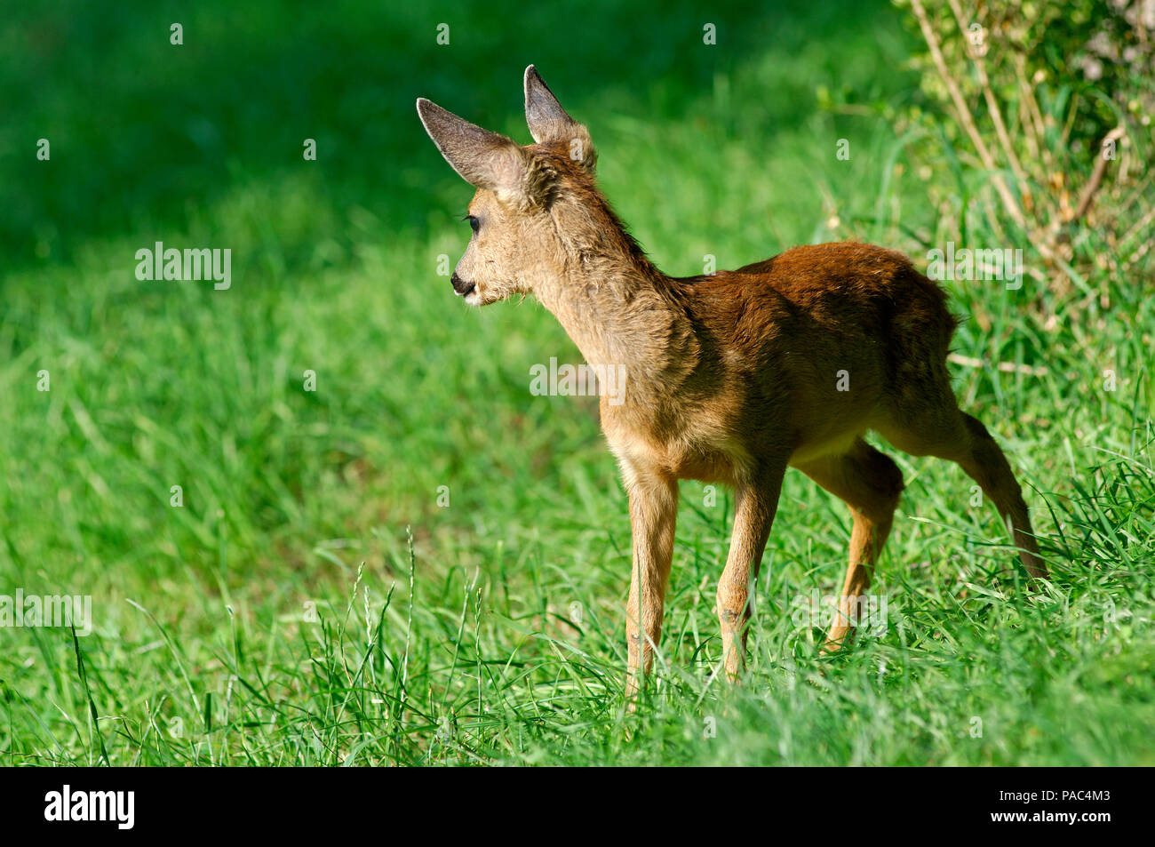 Roe Calf High Resolution Stock Photography And Images Alamy