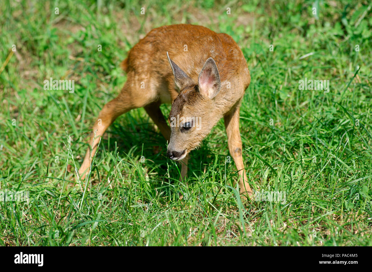 Roe Calf High Resolution Stock Photography And Images Alamy