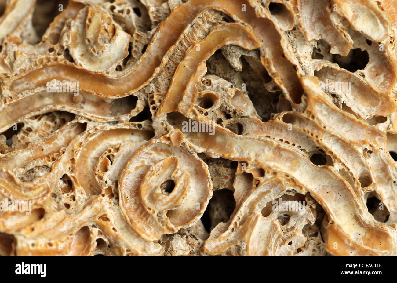 worm casings of Keel worms Stock Photo