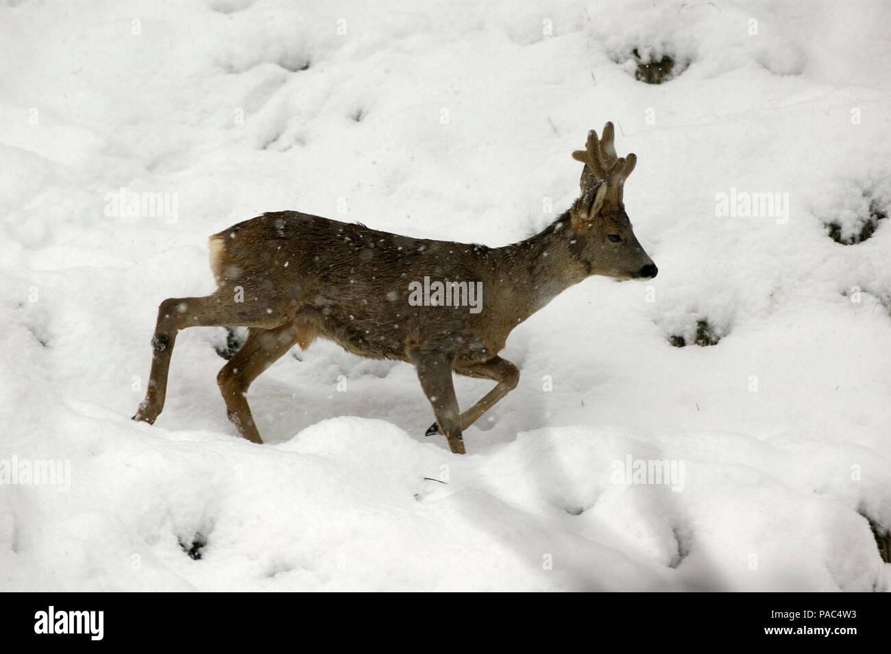 Roe Deer Winter Chevreuil Hiver Capreolus Capreolus Stock Photo Alamy Roe Deer Winter Chevreuil Hiver Capreolus Capreolus Stock Photo Alamy