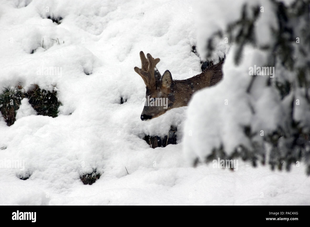 Roe Deer Winter In Velvet Portrait Chevreuil Hiver En Velours Capreolus Capreolus Stock Photo Alamy Roe Deer Winter In Velvet Portrait Chevreuil Hiver En Velours Capreolus Capreolus Stock Photo Alamy