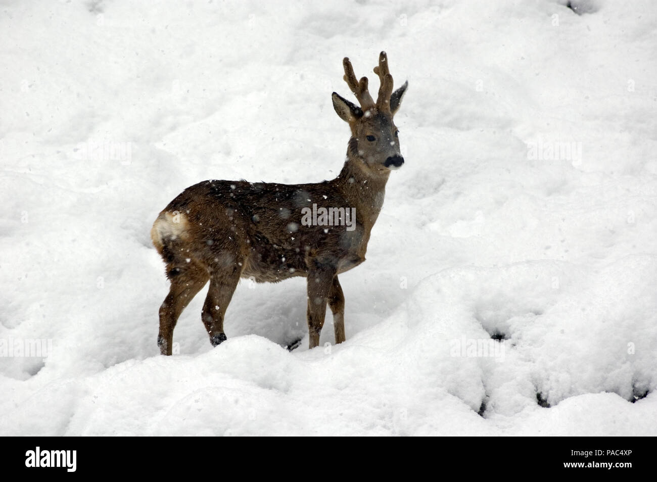 Roe Deer Winter In Velvet Chevreuil Hiver En Velours Capreolus Capreolus Stock Photo Alamy Roe Deer Winter In Velvet Chevreuil Hiver En Velours Capreolus Capreolus Stock Photo Alamy