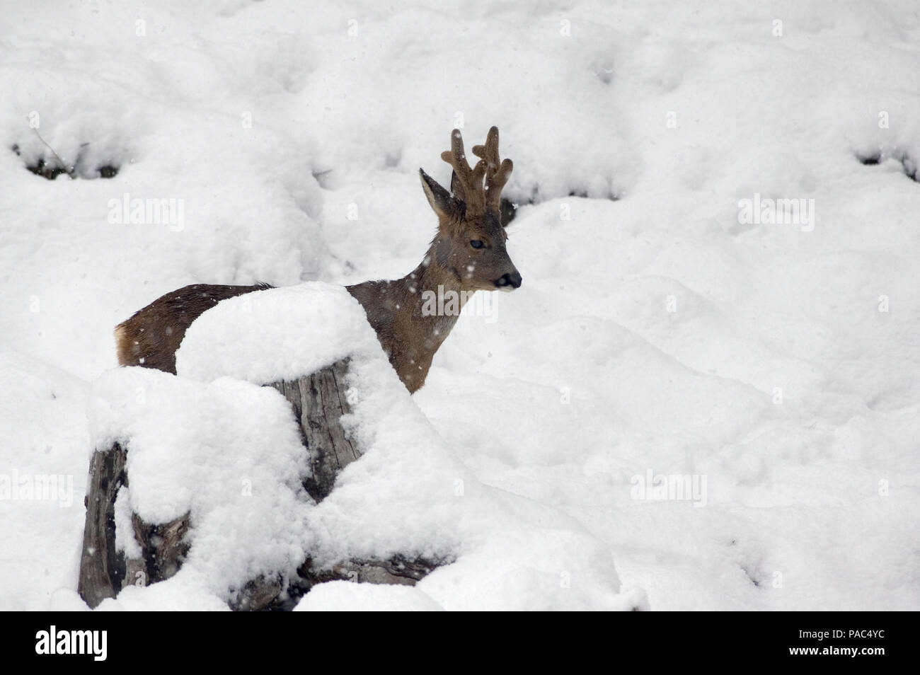 Roe Deer Winter In Velvet Chevreuil Hiver En Velours Capreolus Capreolus Stock Photo Alamy Roe Deer Winter In Velvet Chevreuil Hiver En Velours Capreolus Capreolus Stock Photo Alamy