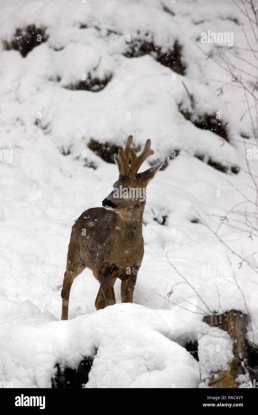 Roe Deer Winter In Velvet Chevreuil Hiver En Velours Capreolus Capreolus Stock Photo Alamy Roe Deer Winter In Velvet Chevreuil Hiver En Velours Capreolus Capreolus Stock Photo Alamy