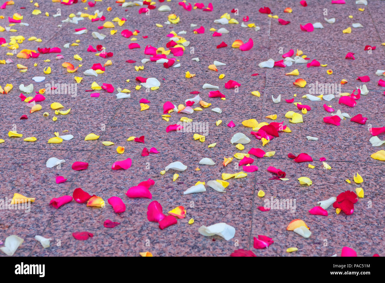 Rose petals scattered on the floor Stock Photo Alamy