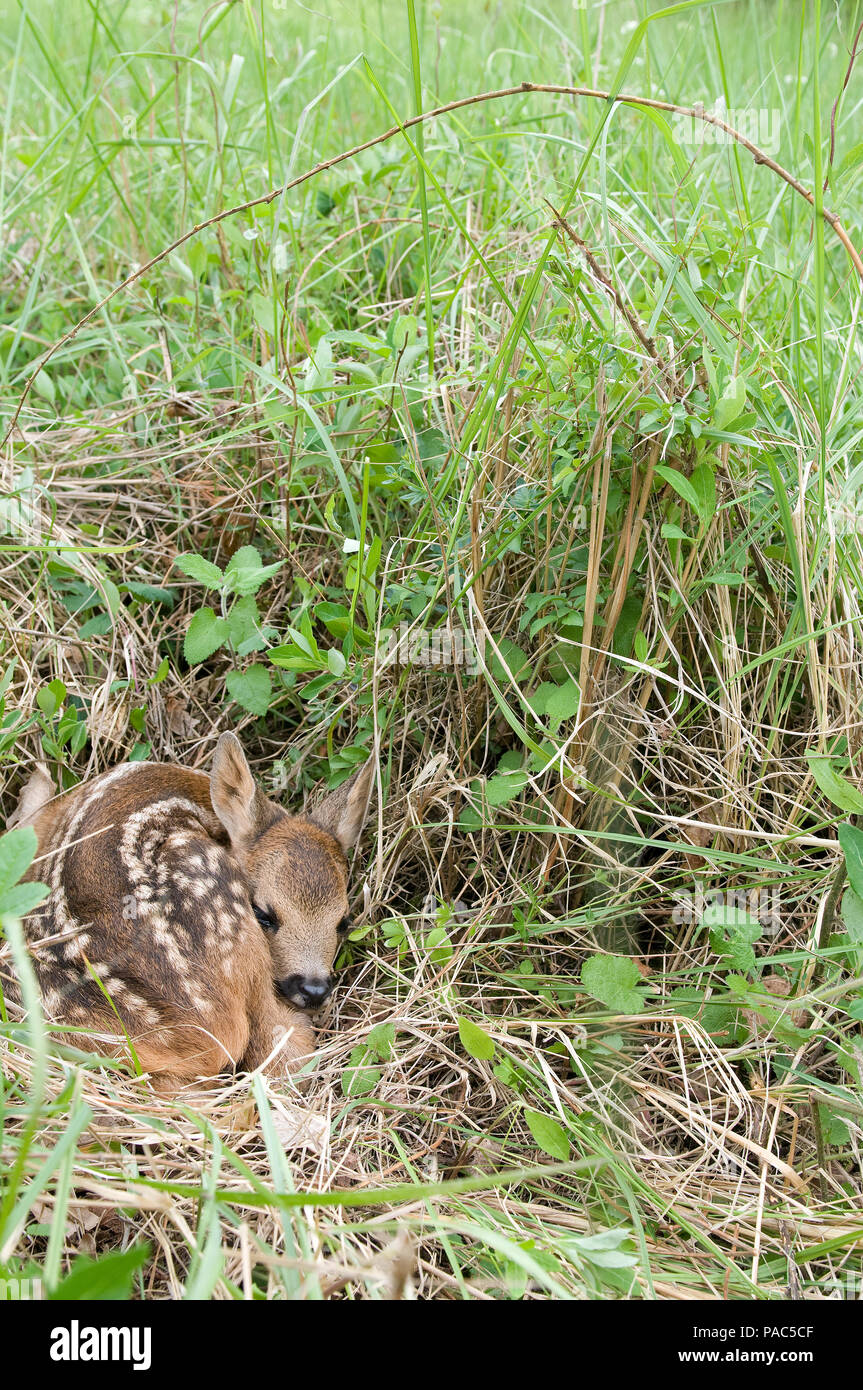 Chevreuil - Faon - Roe Deer - Fawn - Capreolus capreolus Stock Photo