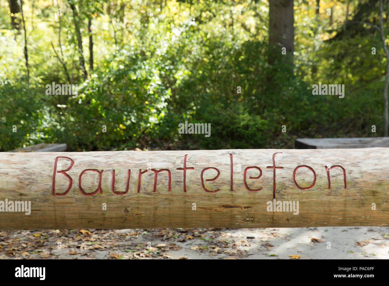 Tree telephone, autumnal forest at Forest Experience Centre Ziegelwiesen, Füssen, Bavaria, Germany Stock Photo