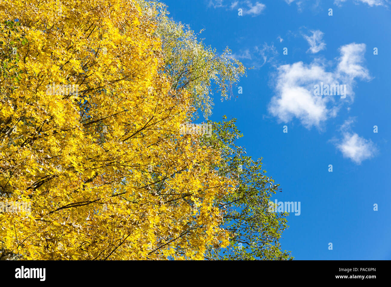 Autumn forest at Forest Experience Centre Ziegelwiesen, Füssen, Bavaria, Germany Stock Photo