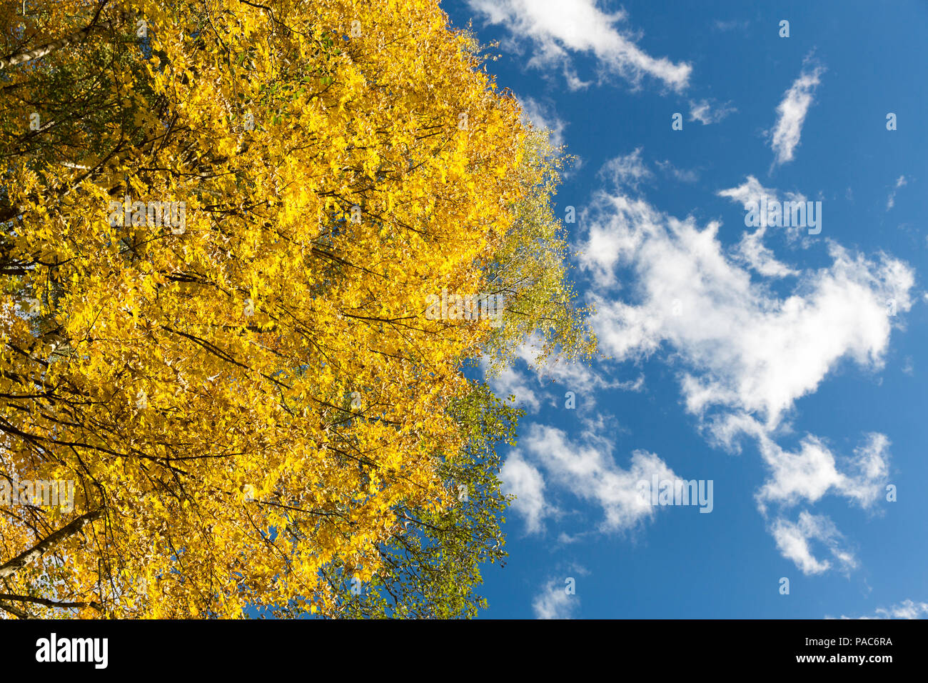 Autumn forest at Forest Experience Centre Ziegelwiesen, Füssen, Bavaria, Germany Stock Photo
