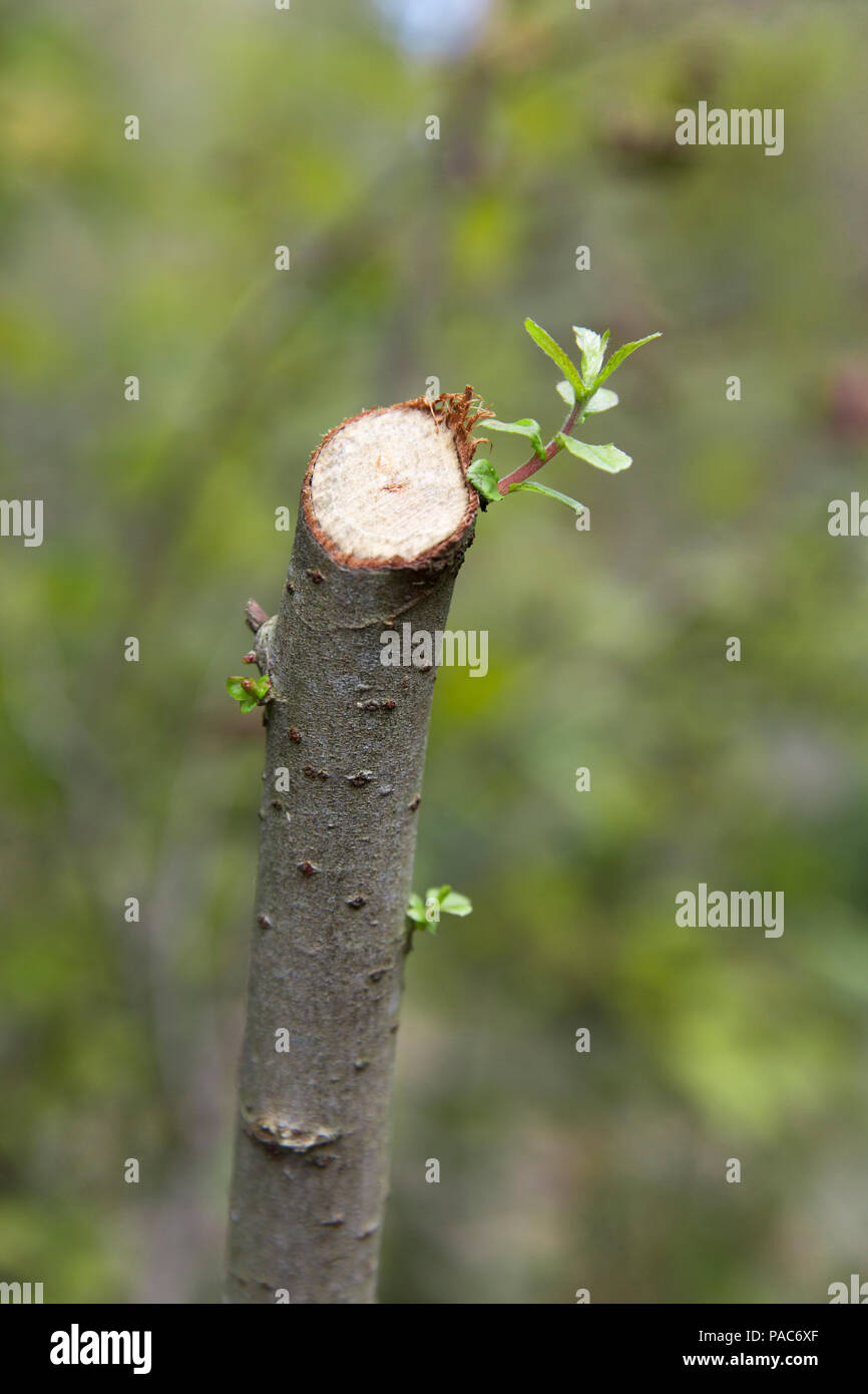 Buds on a branch at Forest Experience Centre Ziegelwiesen, Füssen, Bavaria, Germany Stock Photo