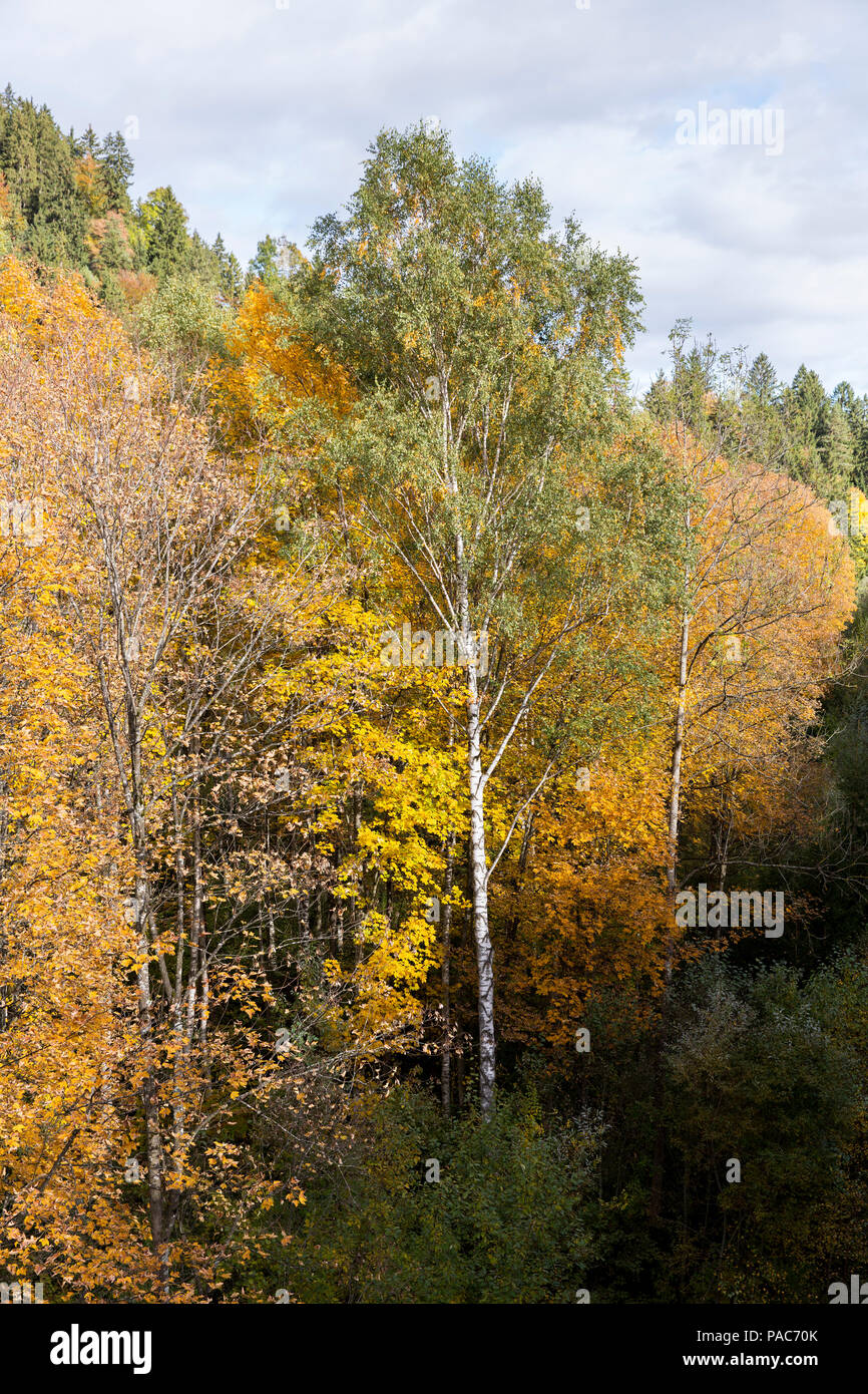 Autumn forest at Forest Experience Centre Ziegelwiesen, Füssen, Bavaria, Germany Stock Photo