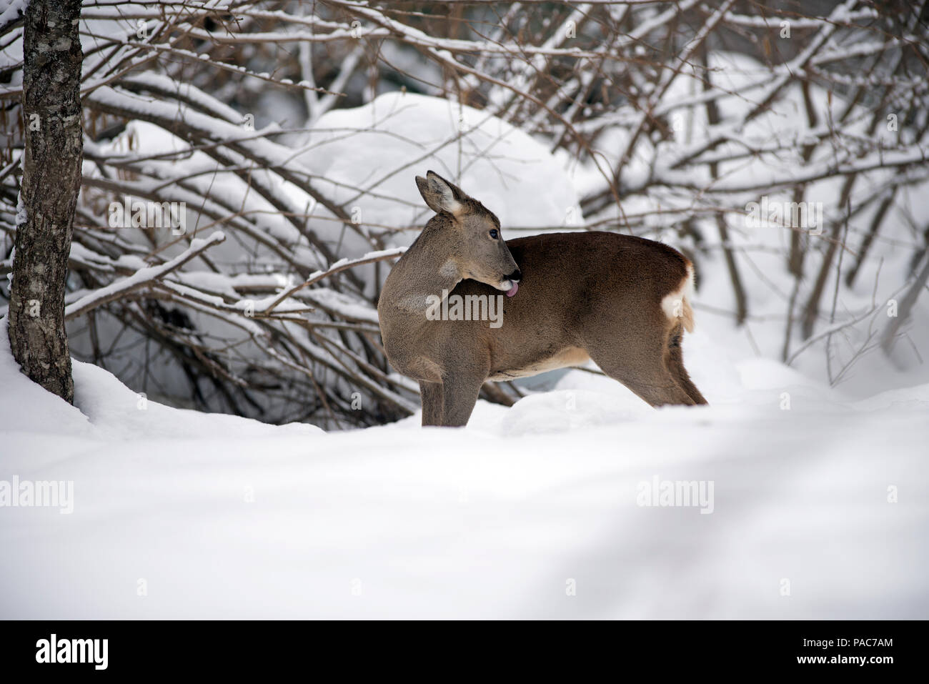 Roe deer in winter (capreolus capreolus), toilet, France Stock Photo