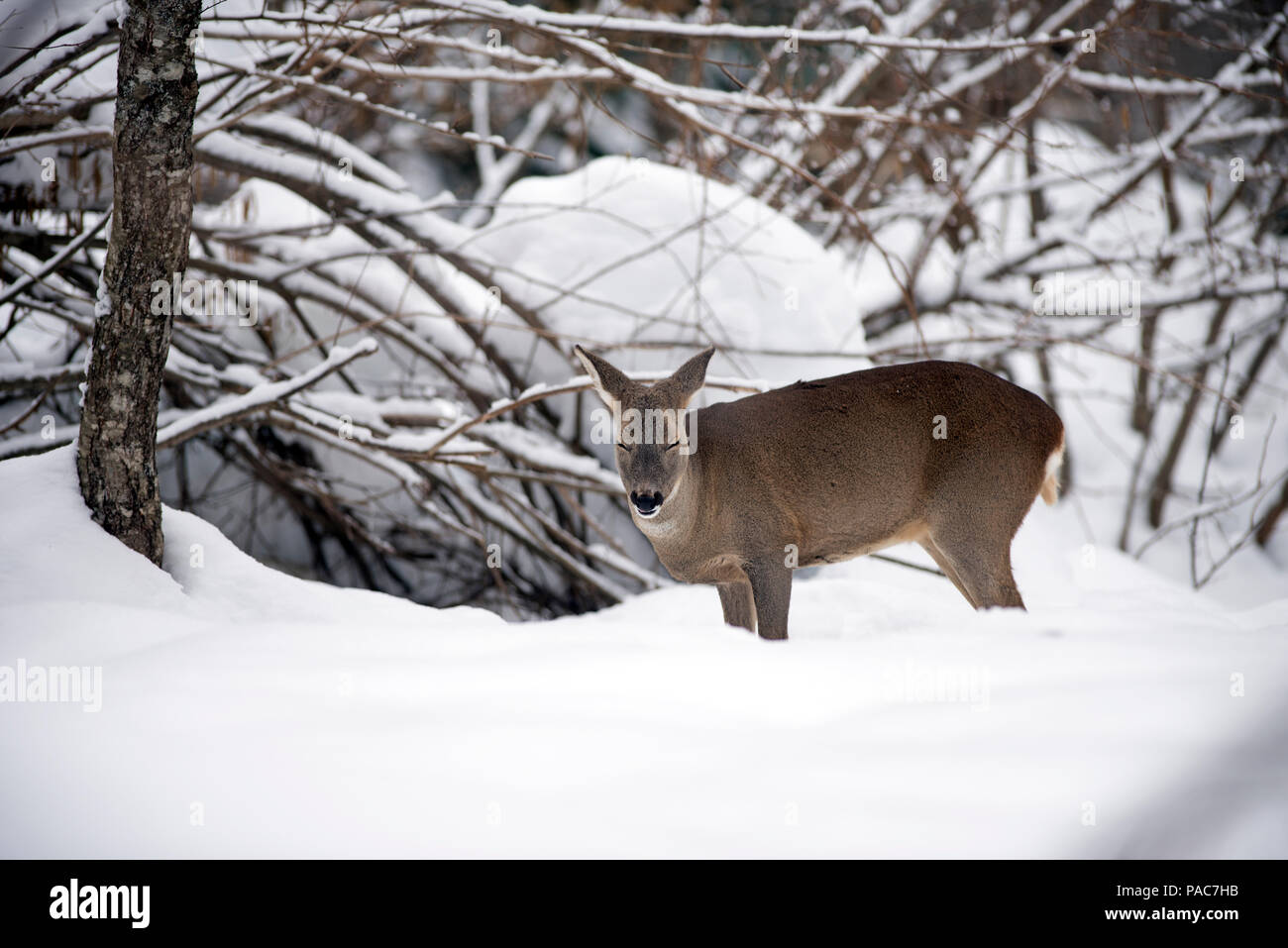 Deer sleeping in snow hires stock photography and images Alamy