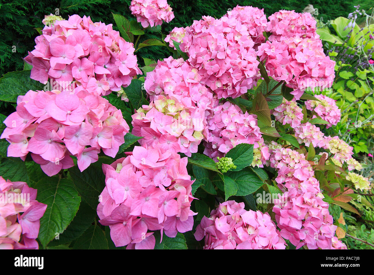 Pink Hydrangea macrophylla Stock Photo