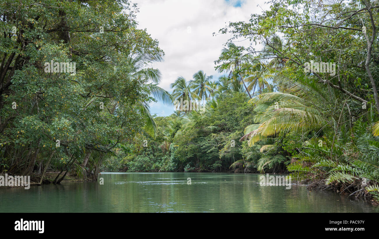 Scenic view of the river and mangrove jungle during the touristic boat ride on the Indian River in Portsmouth Dominica in the Caribbean Islands Stock Photo