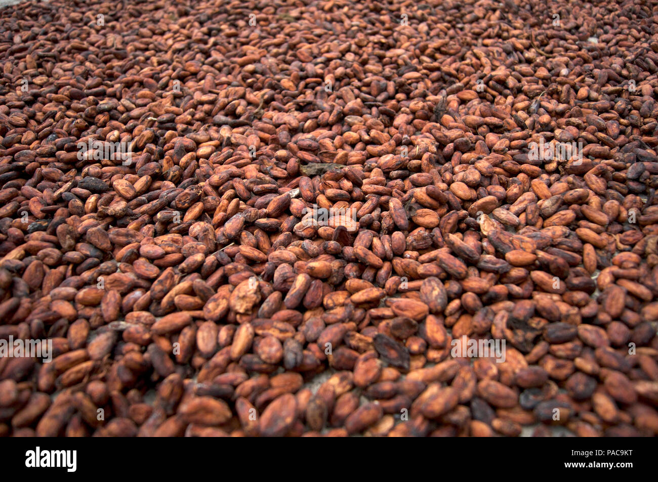 drying the fermented cocoa ( cacao ) beans Stock Photo Alamy