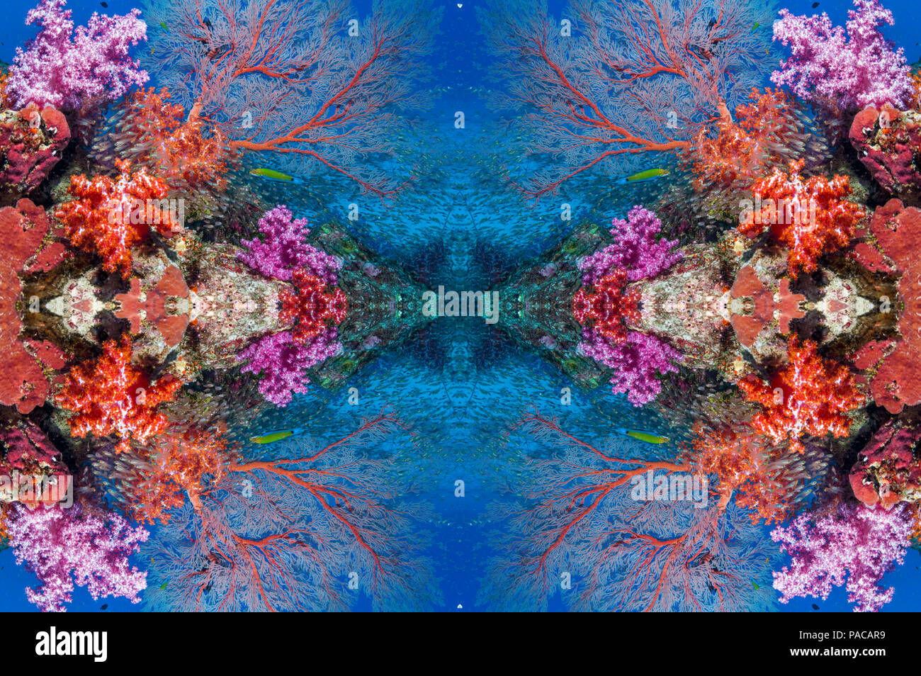 Coral reef kaleidoscope Stock Photo - Alamy