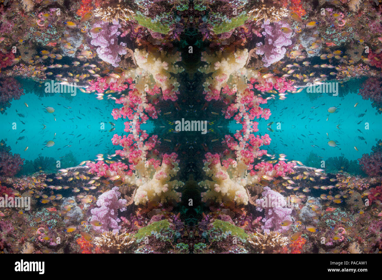 Coral reef kaleidoscope Stock Photo - Alamy
