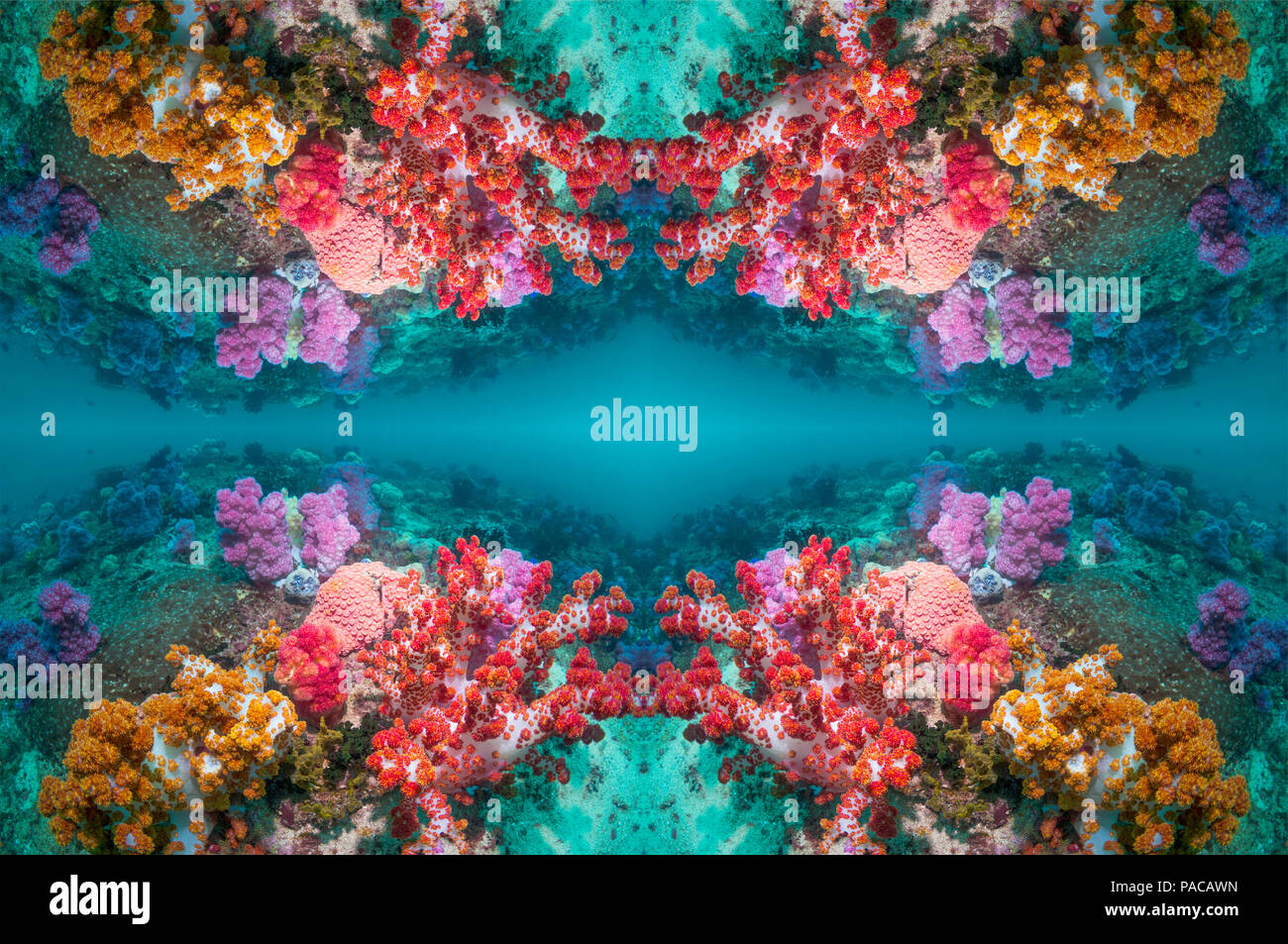 Coral reef kaleidoscope Stock Photo - Alamy
