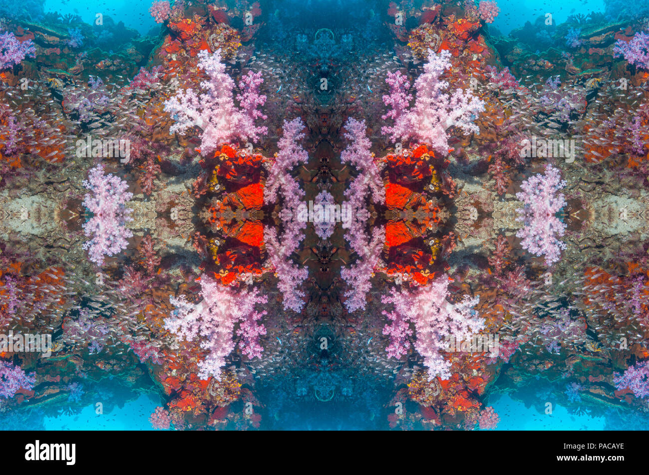 Coral reef kaleidoscope Stock Photo - Alamy