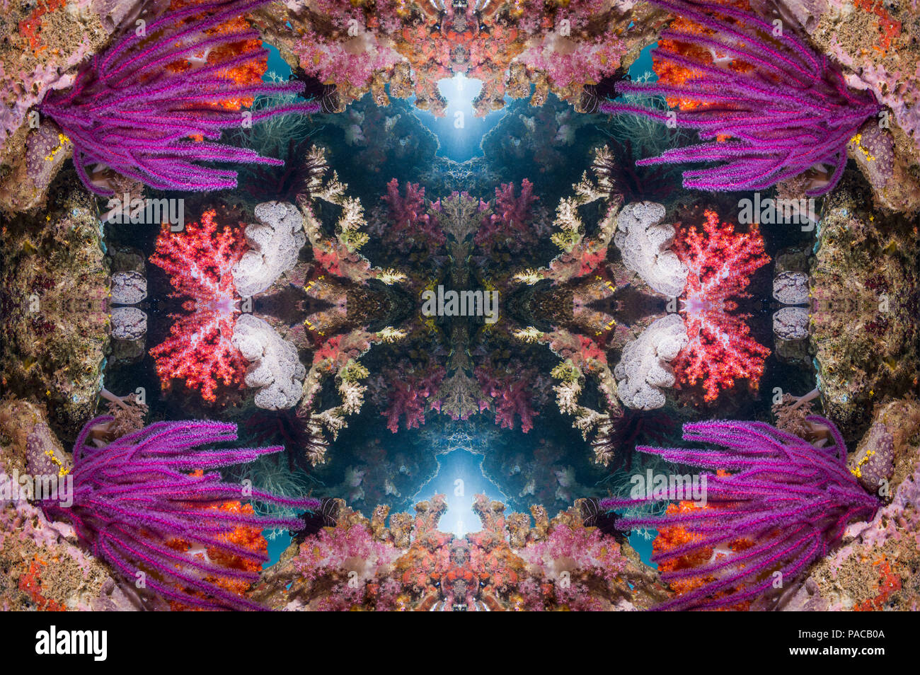 Coral reef kaleidoscope Stock Photo - Alamy