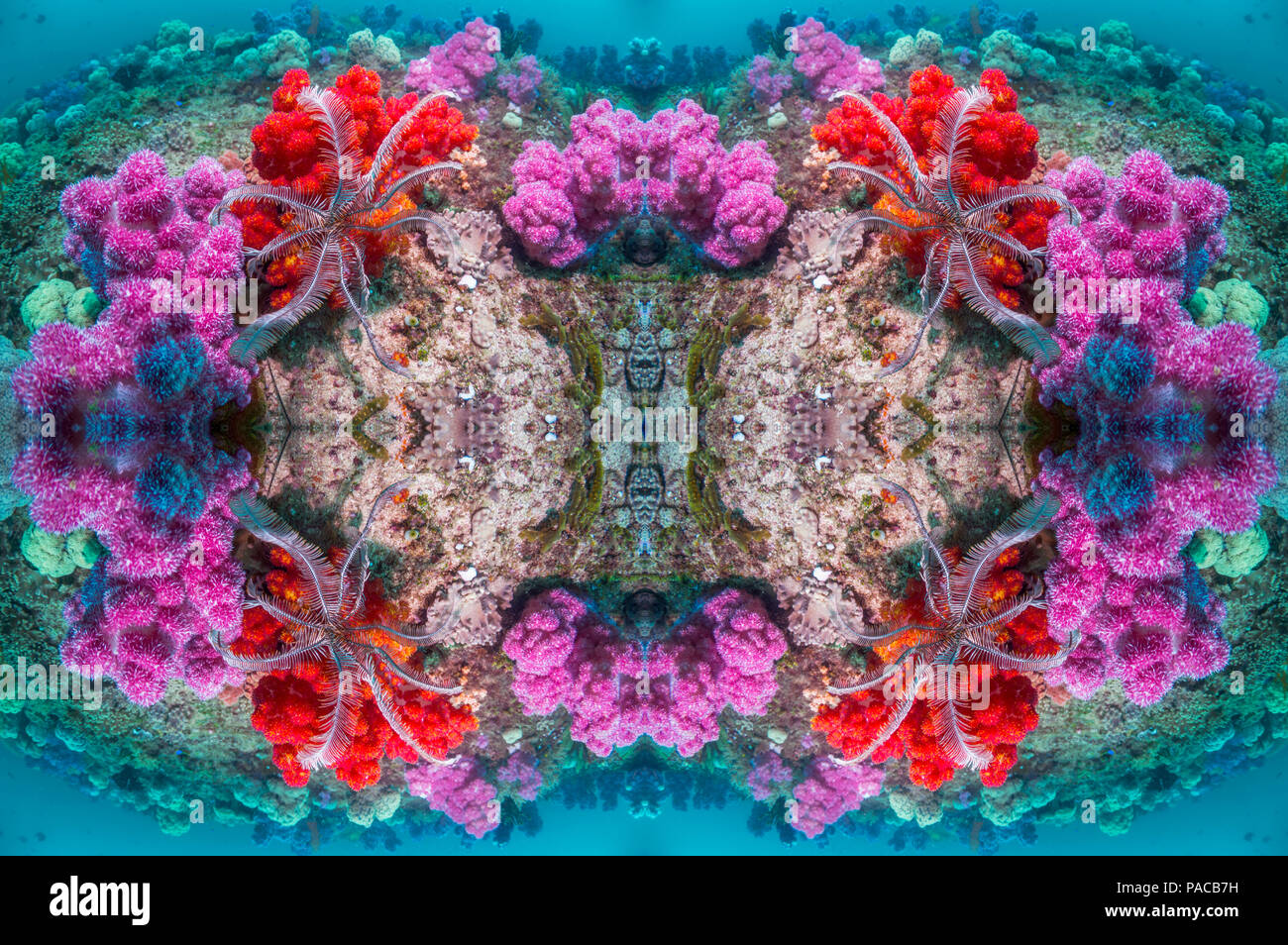 Coral reef kaleidoscope Stock Photo - Alamy
