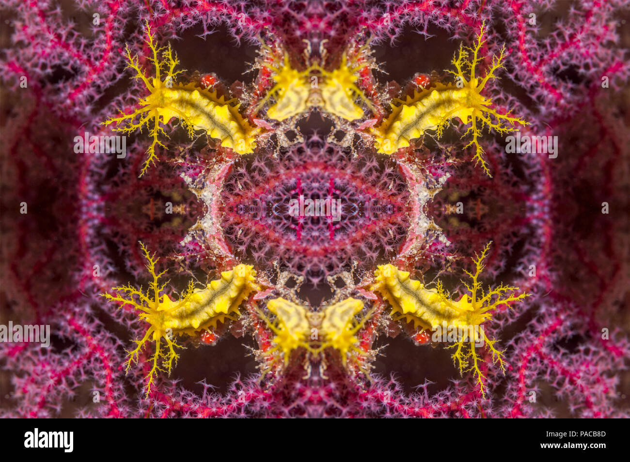 Coral reef kaleidoscope Stock Photo - Alamy