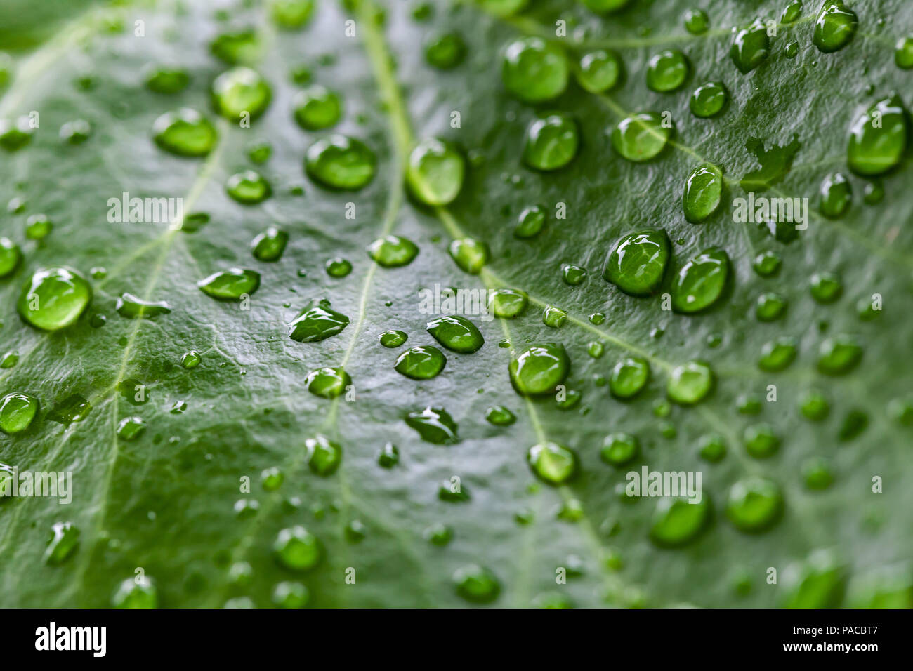 Natural green background photo, leaf and drops of water on it Stock ...