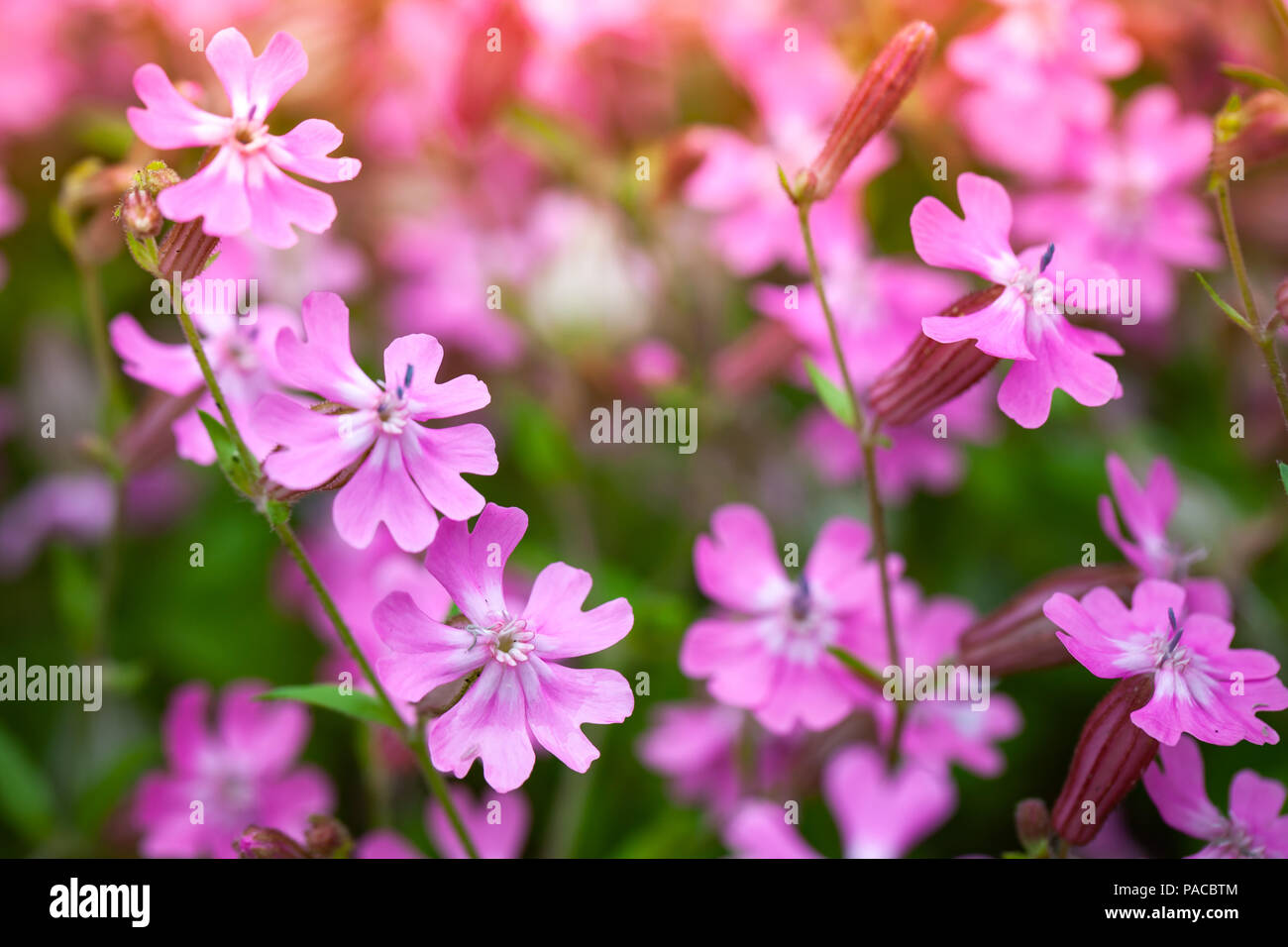 Phlox subulata or Creeping Phlox. Pink flowers close-up photo with selective focus Stock Photo