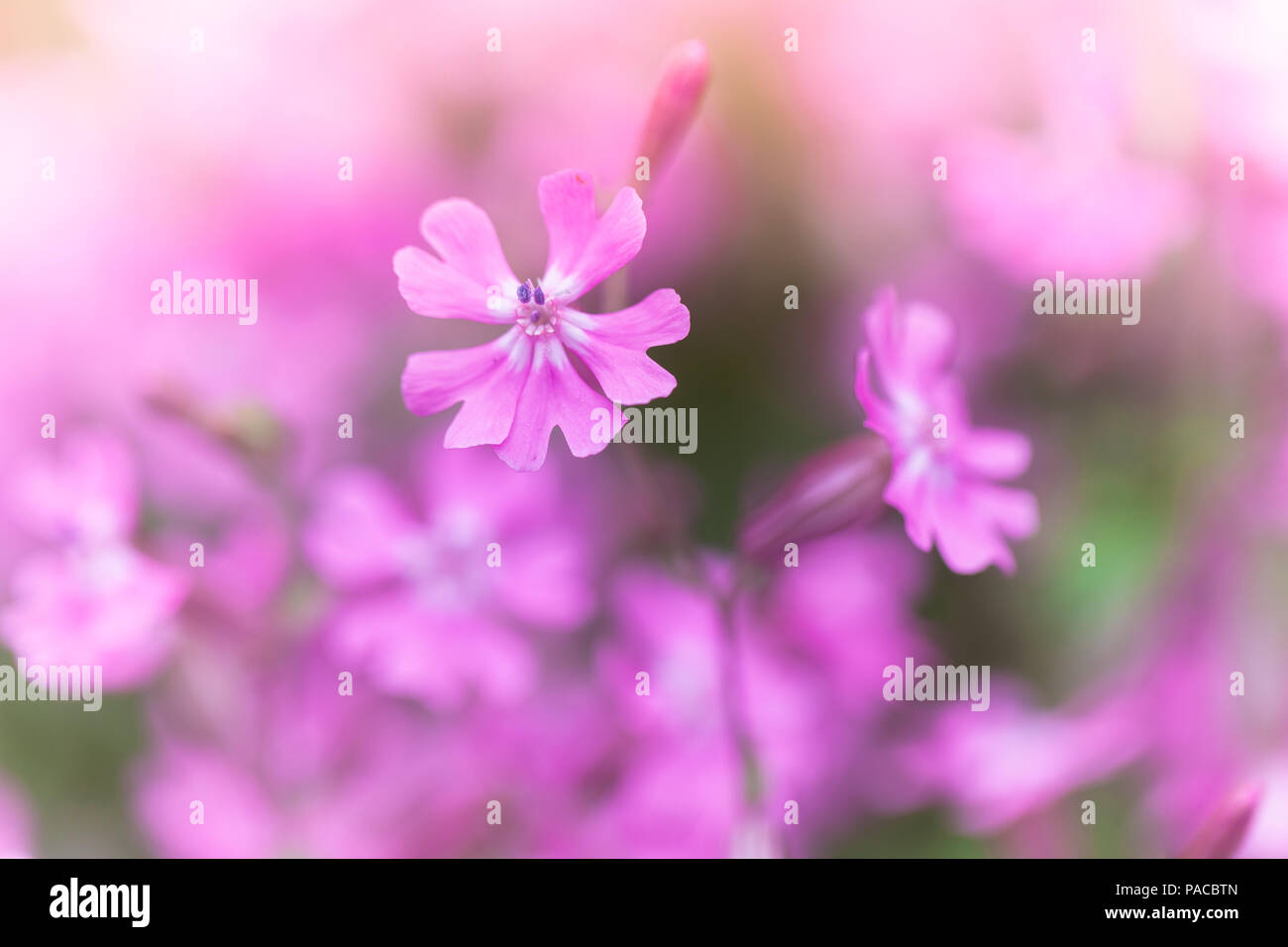 Phlox subulata, Creeping Phlox. Pink flowers macro photo with selective focus Stock Photo