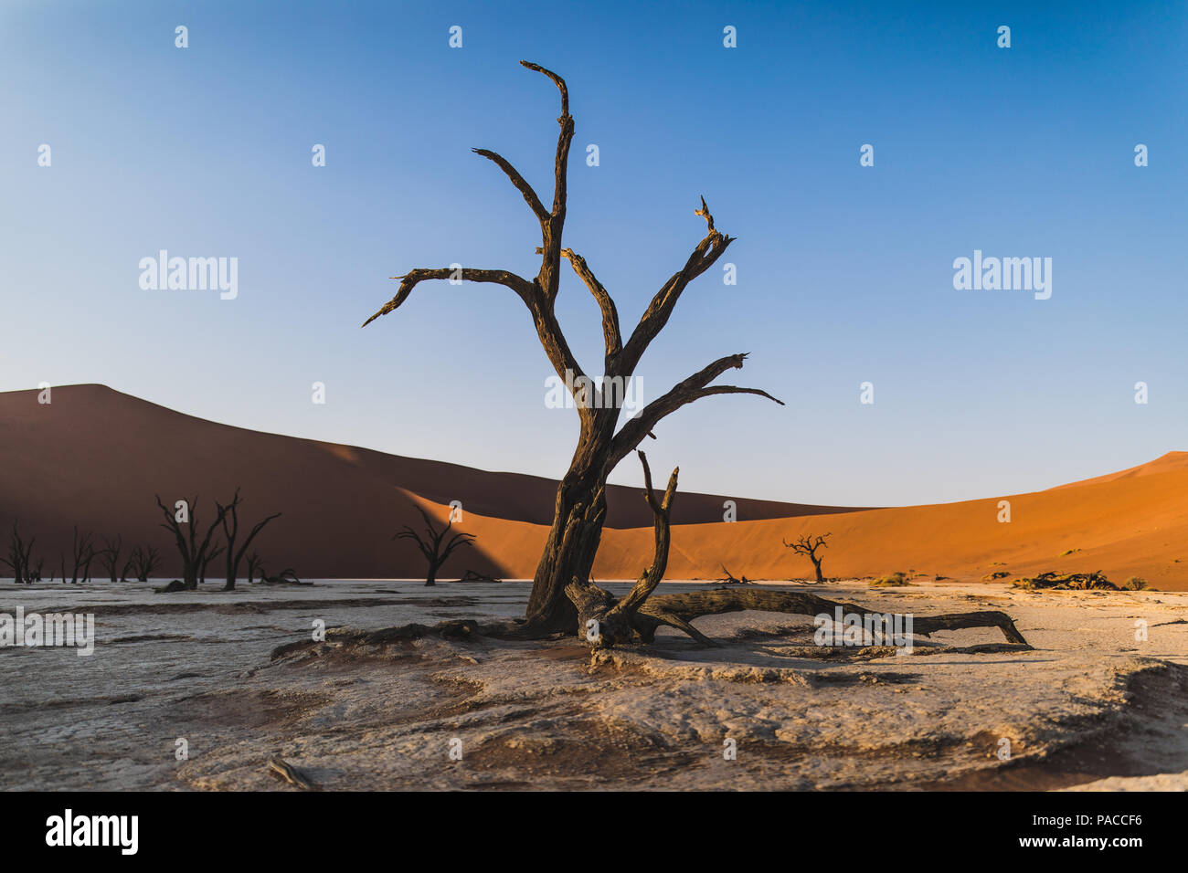 Skeleton tree in deadvlei hi-res stock photography and images - Alamy