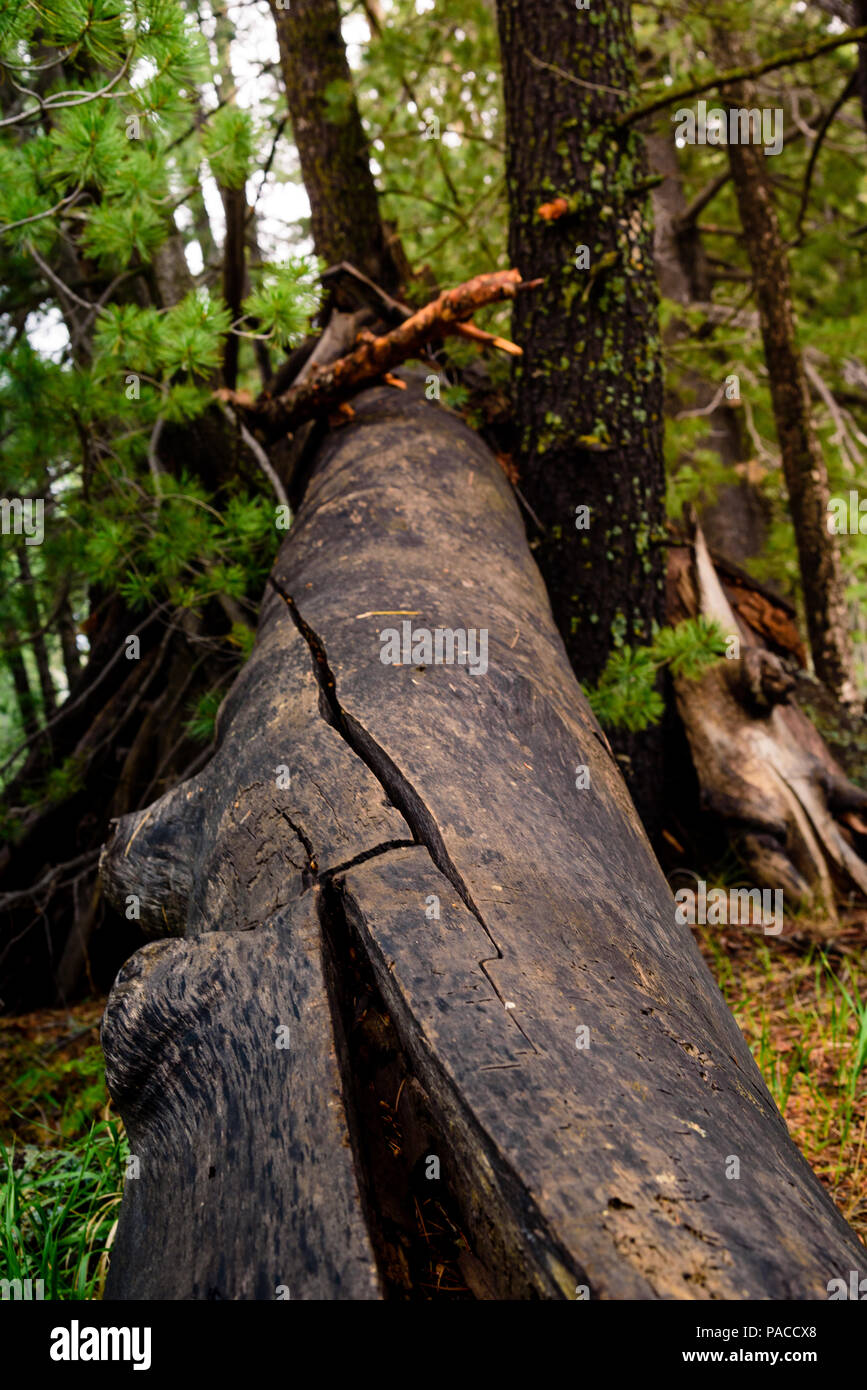 Lush green forest with fallen logs hi-res stock photography and images ...