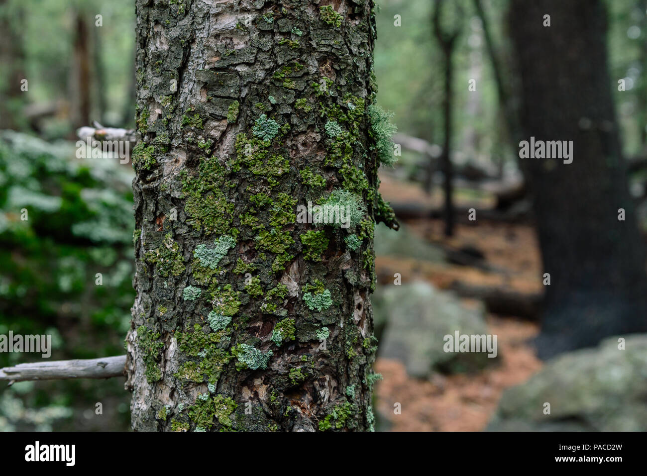 Tree trunk background with moss and lichen all over the bark. Shot in a lush forest Stock Photo