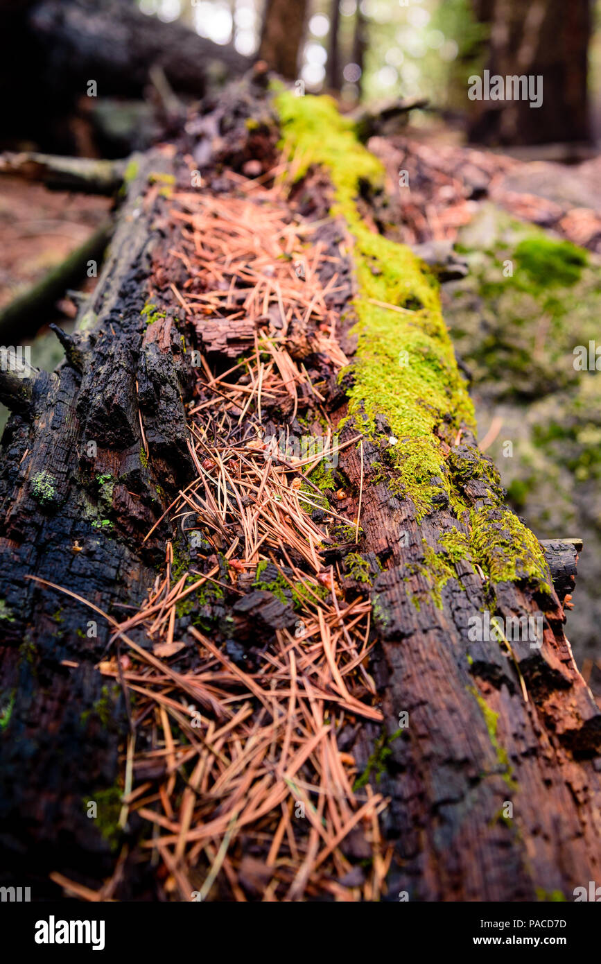 A fallen log of a large pine tree slowly decomposes on the forest floor. Stock Photo
