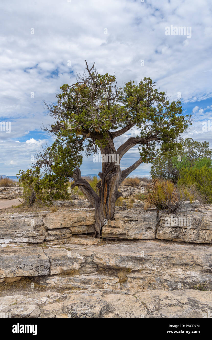 a close image of a desert juniper tree with colorful peeling bark Stock Photo