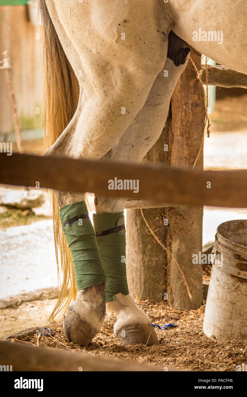 White horse in stable. Its legs with bandages. this young animal is resting before a polo match