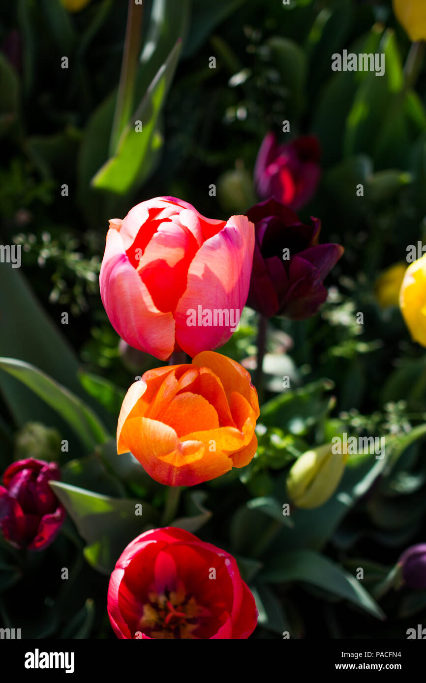 tulips of various colors in nature in spring time Stock Photo - Alamy