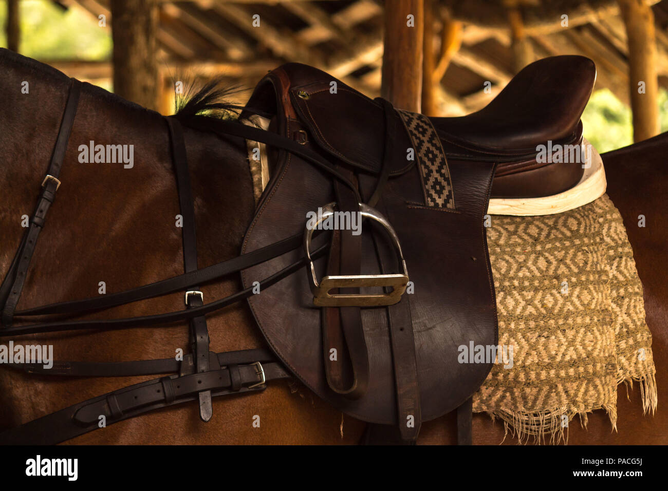Leather saddle on polo horse. This young animal is resting in the