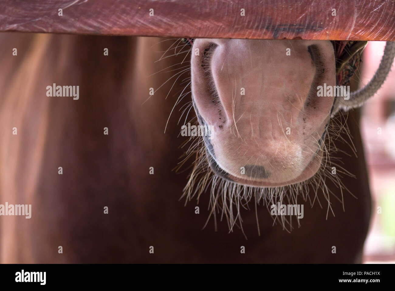 Nostril Hair Stock Photos Nostril Hair Stock Images Page 2 Alamy