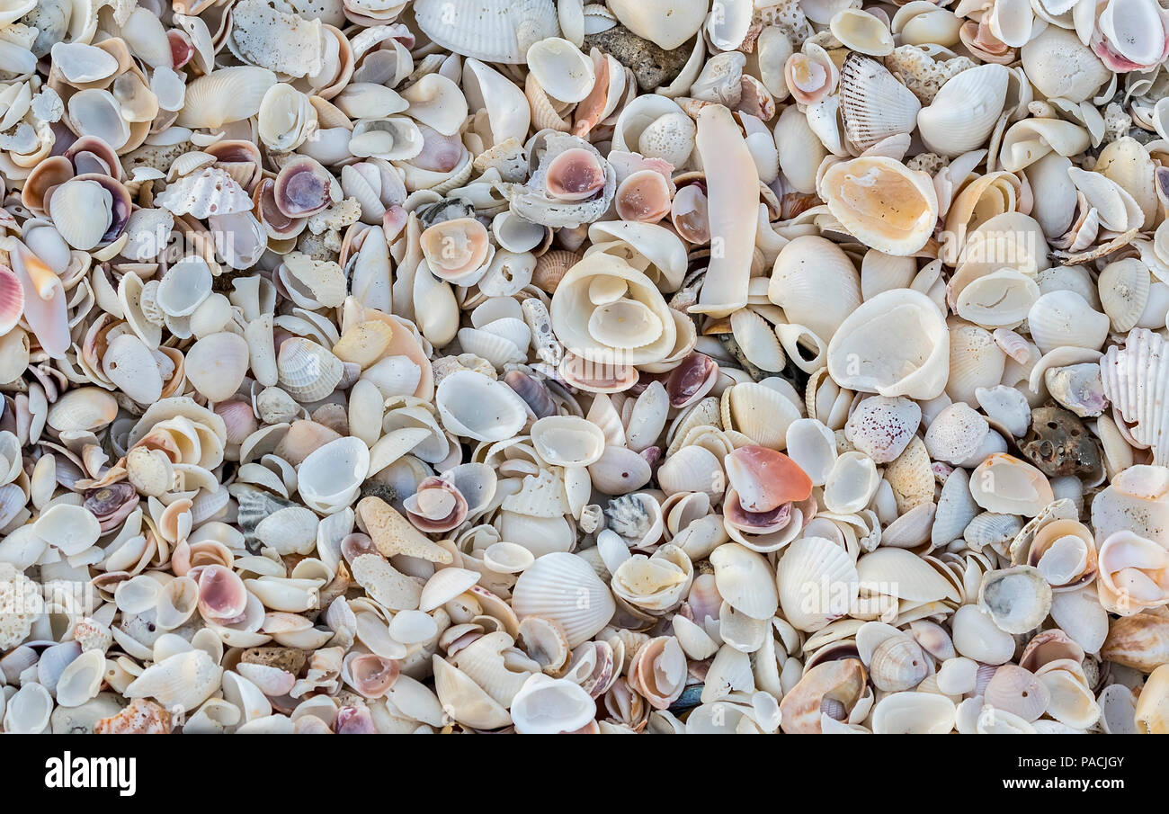 Close up of seashells on the beach filling the frame Stock Photo