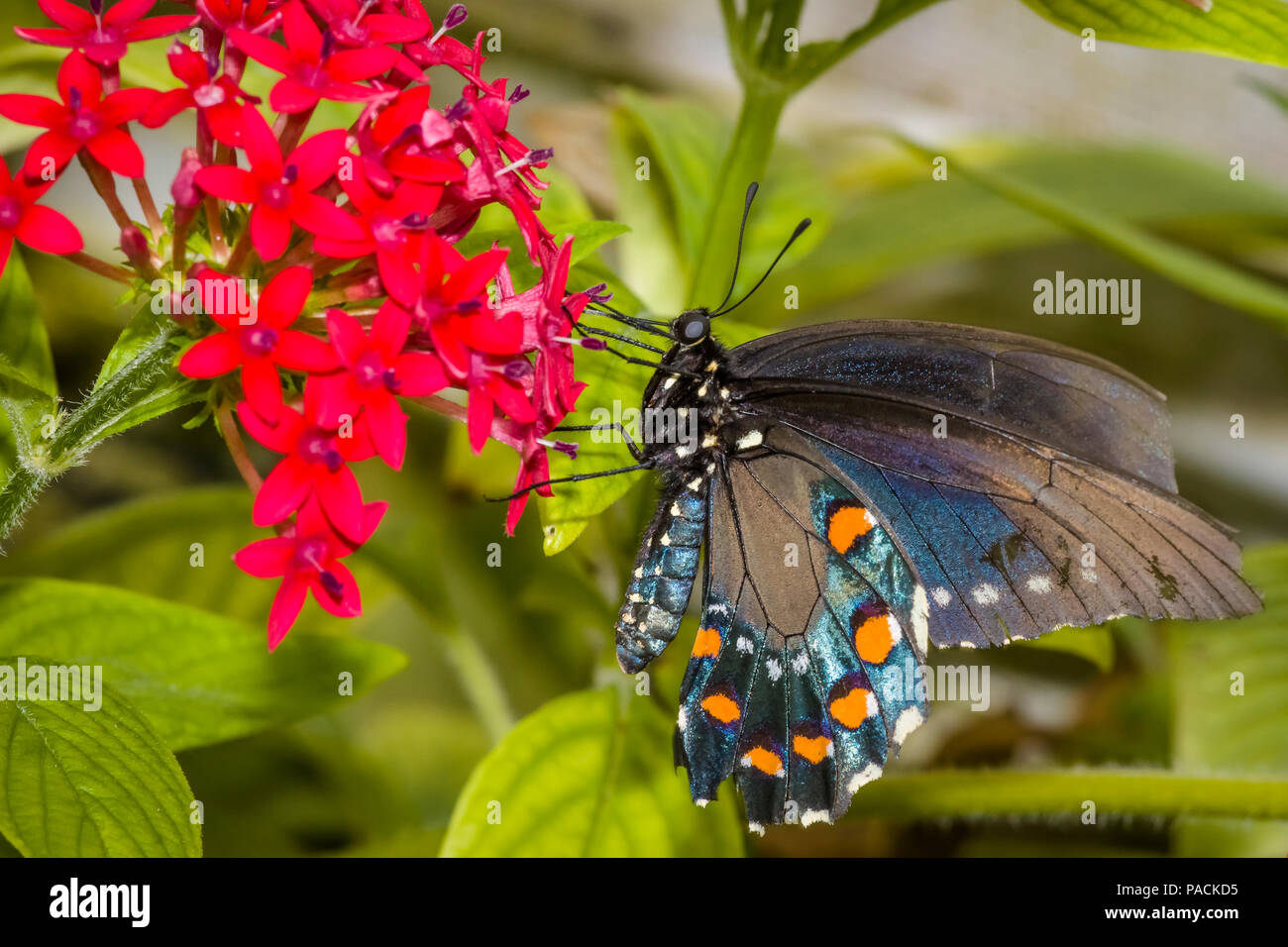Closeup of Black Swallowtail butterfly also called the eastern black swallowtail or American swallowtail on a red flower Stock Photo