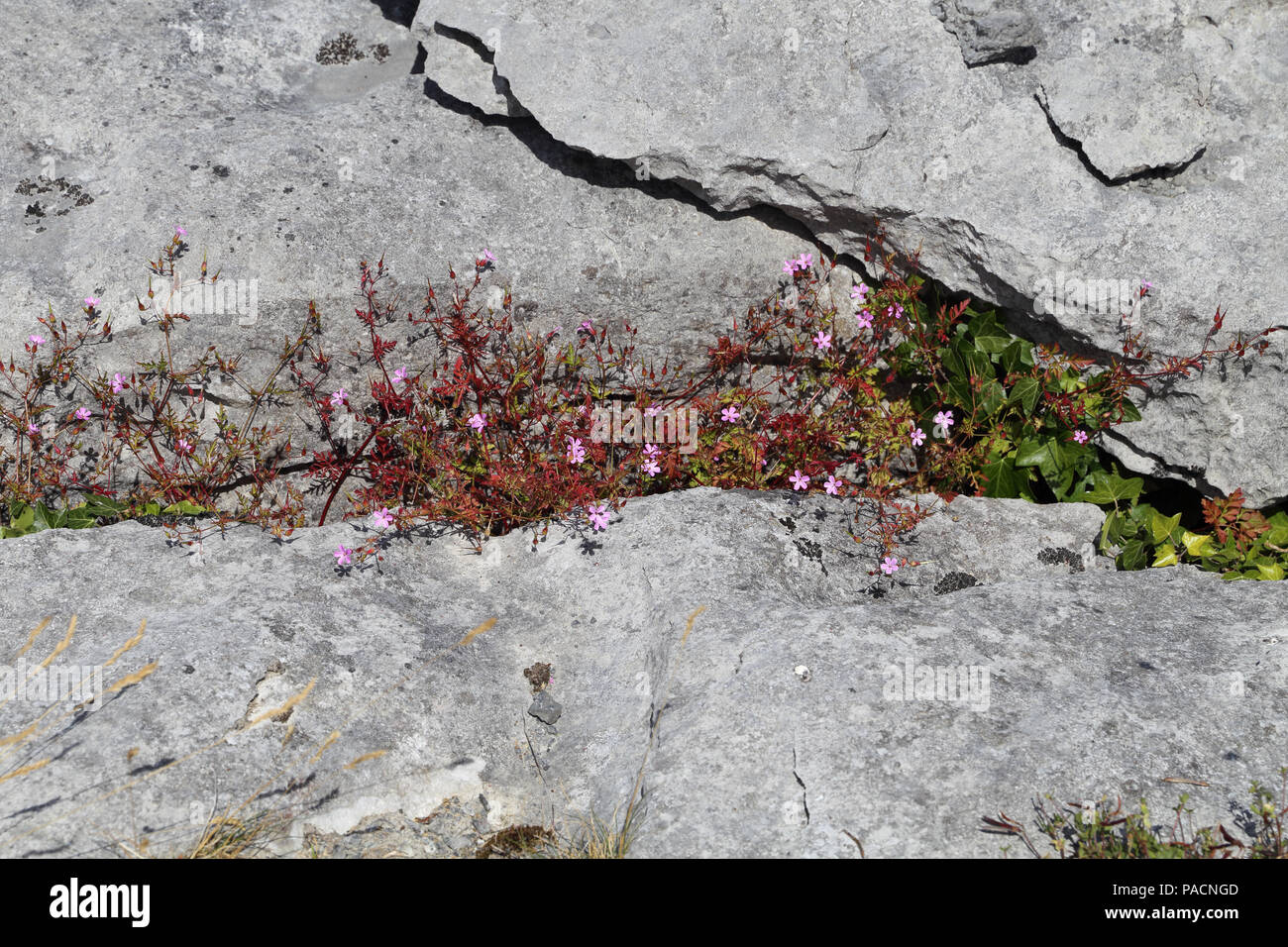 Wildflowers in the Burren. The Burren  'great rock'  is a region of environmental interest primarily located in northwestern County Clare, Ireland, do Stock Photo