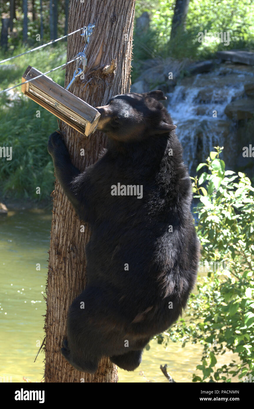 Black bears at the North American Bear Center in Ely, Minnesota, USA