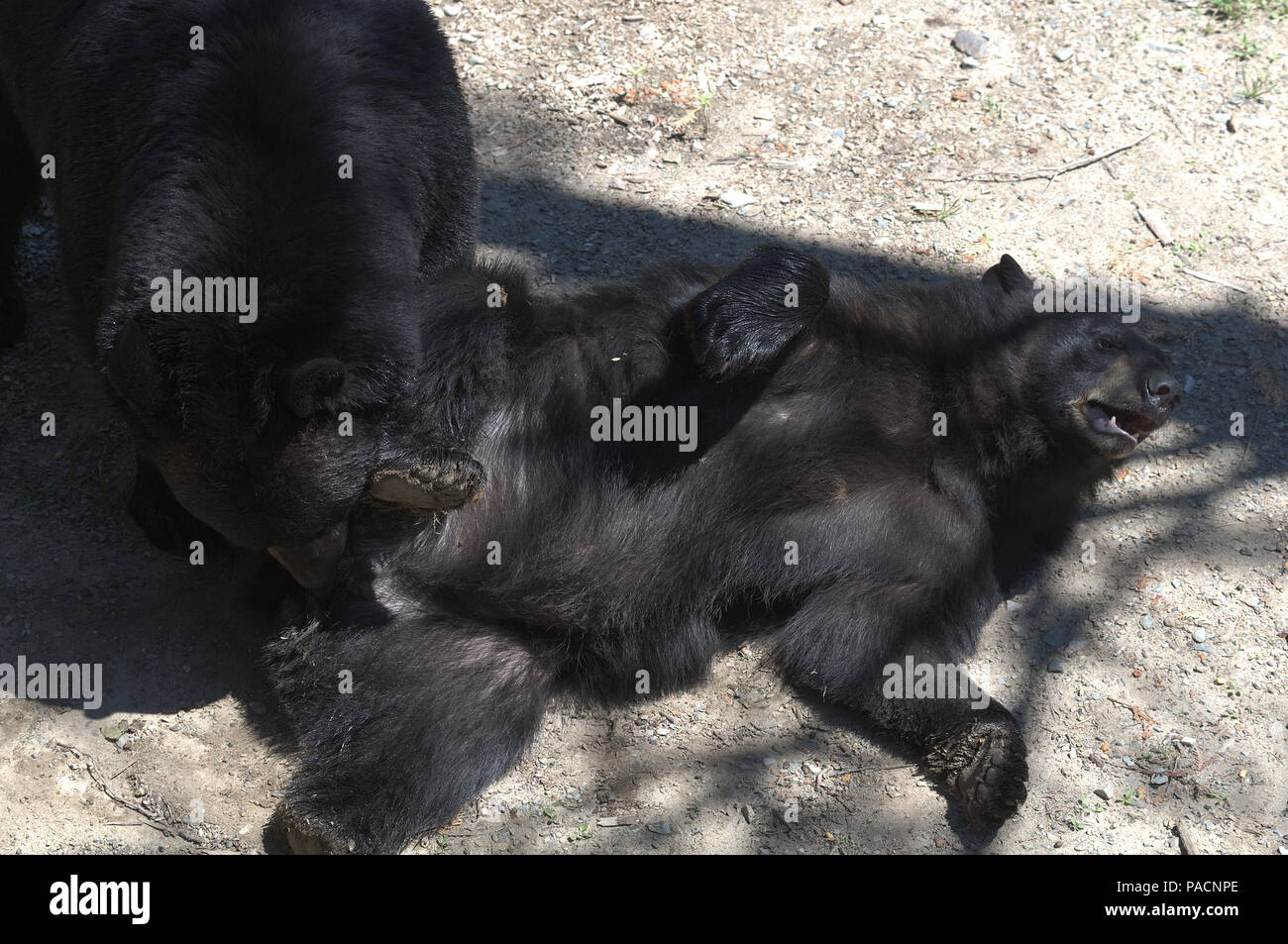 Black bears at the North American Bear Center in Ely, Minnesota, USA