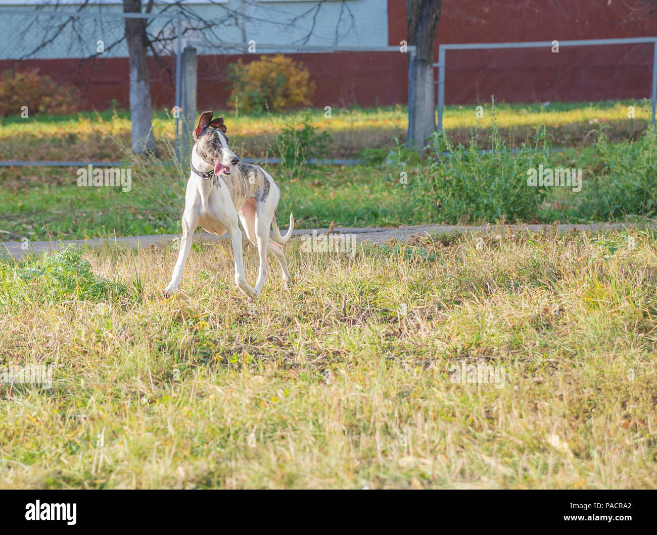Young purebred whippet dog walking in autumn park on playground for dogs Stock Photo