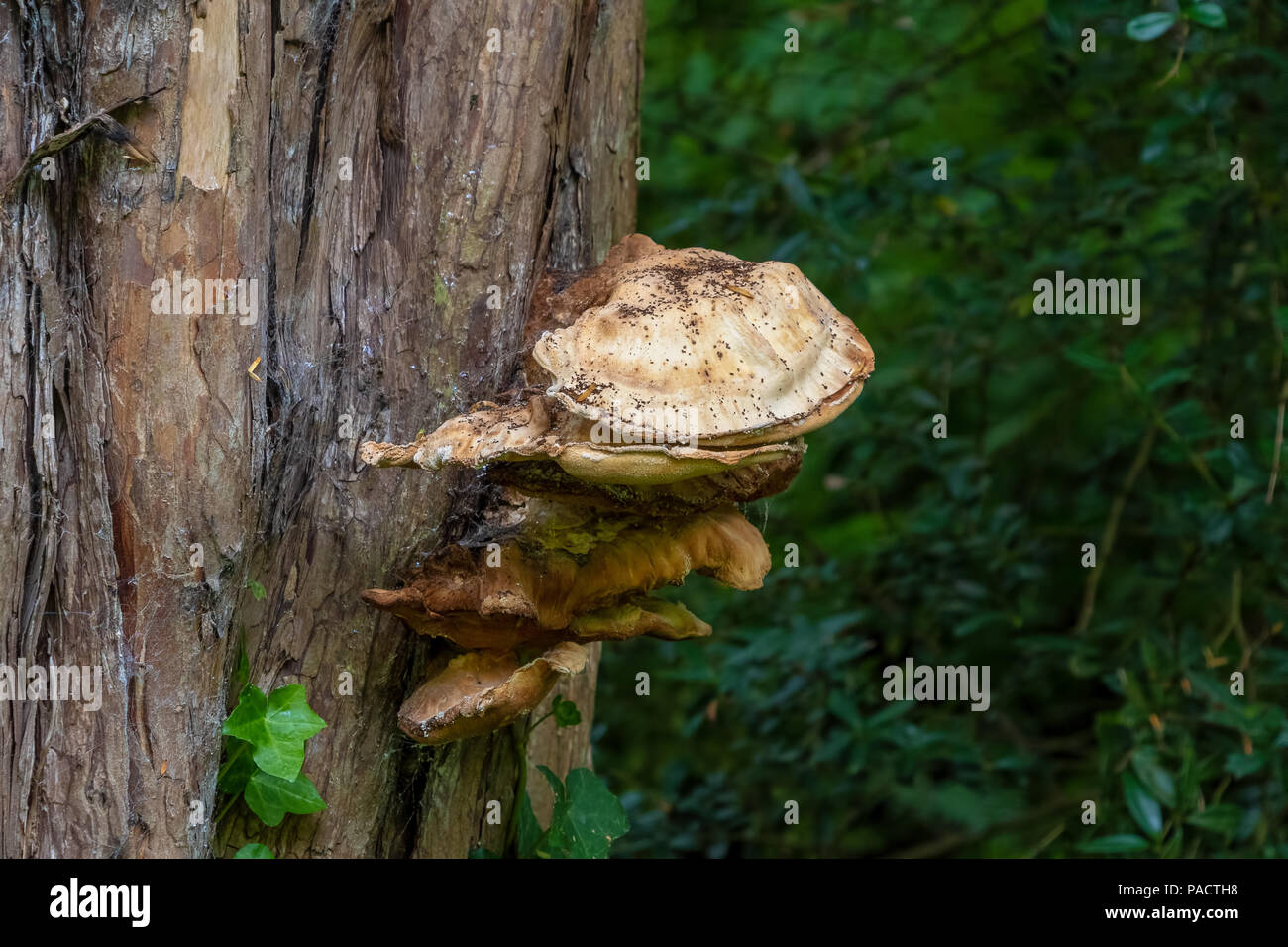 Polyporus squamosus mushrooms growing on a tree trunk Stock Photo